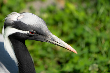 crowned crane bird