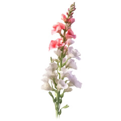 Fototapeta na wymiar Gladiolus isolated on transparent background cutout, Generative AI
