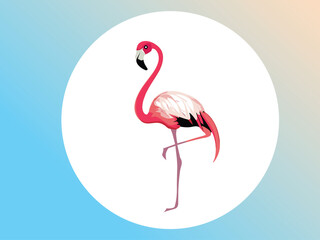 Flamingo vector illustration art bird design 