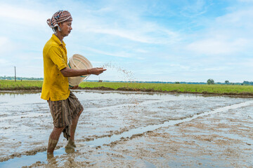 farm worker sowing paddy seeds across the agricultural field