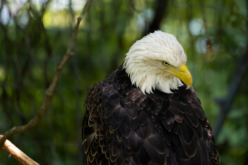 american bald eagle