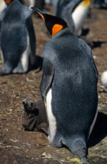 Manchot royal,.Aptenodytes patagonicus, King Penguin, Iles Falkland, Malouines