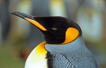 Manchot royal,.Aptenodytes patagonicus, King Penguin, Iles Falkland, Malouines