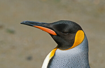 Manchot royal,.Aptenodytes patagonicus, King Penguin, Iles Falkland, Malouines