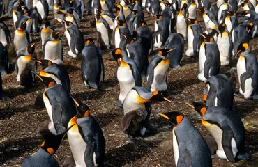 Gordijnen Manchot royal,.Aptenodytes patagonicus, King Penguin, Iles Falkland, Malouines © JAG IMAGES