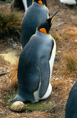 Manchot royal,.Aptenodytes patagonicus, King Penguin, Iles Falkland, Malouines