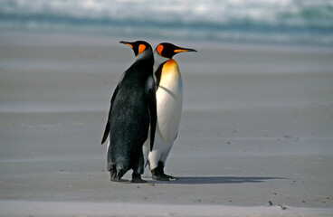 Manchot royal,.Aptenodytes patagonicus, King Penguin, Iles Falkland, Malouines