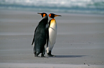 Fototapeta premium Manchot royal,.Aptenodytes patagonicus, King Penguin, Iles Falkland, Malouines