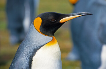 Manchot royal,.Aptenodytes patagonicus, King Penguin, Iles Falkland, Malouines