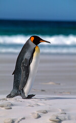 Manchot royal,.Aptenodytes patagonicus, King Penguin, Iles Falkland, Malouines
