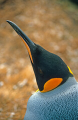 Manchot royal,.Aptenodytes patagonicus, King Penguin, Iles Falkland, Malouines