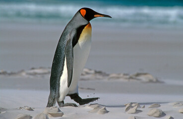 Manchot royal,.Aptenodytes patagonicus, King Penguin, Iles Falkland, Malouines