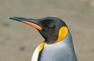 Manchot royal,.Aptenodytes patagonicus, King Penguin, Iles Falkland, Malouines