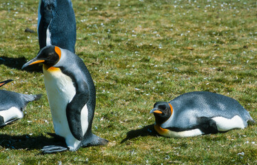 Manchot royal,.Aptenodytes patagonicus, King Penguin, Iles Falkland, Malouines