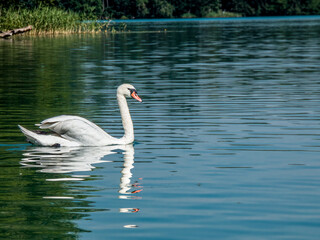 einsamer weißer Schwan auf einem blauen See schwimmend mit Schilf und Ufer im Hintergrund