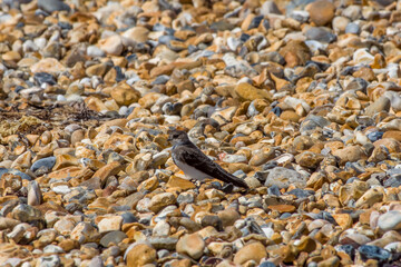 sand martin the smallest european hirundine resting on pebbles on the beach