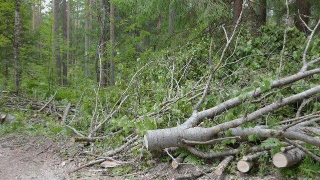 The fallen big birch trees on the forest after deforestration in Estonia