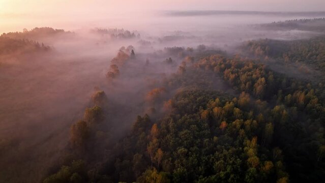 Pink morning haze mist fog in forest during beautiful sunrise - DJI Mavic drone flight above clouds at countyside nordic forest