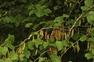 Red bub tree with seed pods