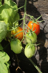 Juliet smaller tomatoes