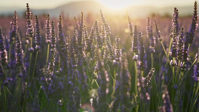 Lavender field at sunset, Provence, France. Backlit purple lavender flowers sway in the wind. Steadicam shot of violet lavender bloomig flowers