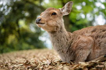 鹿　シカ　１４