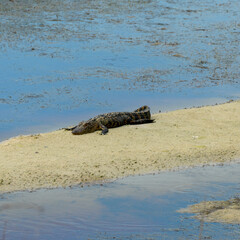 Lazy Alligator 