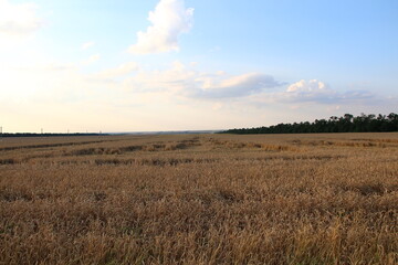 Wheat field in the evening at sunset