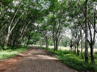 path in the forest
