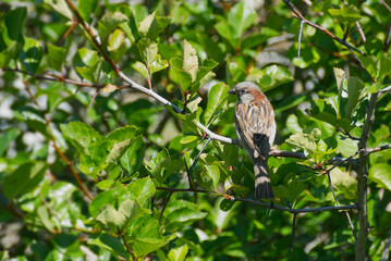 Male House Sparrow (Passer domesticus) sitting on a tree branch in Zurich, Switzerland