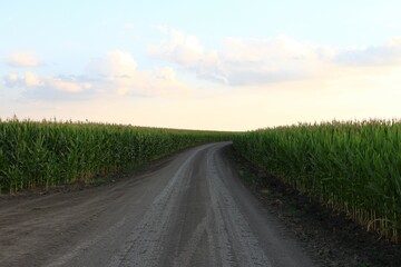 Rural road is turning through corn fields