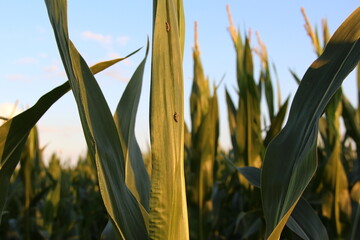Insect pests on corn, insect larvae on corn leaves