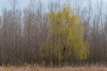 Weeping Willow Tree Coming Alive In Spring In Wisconsin