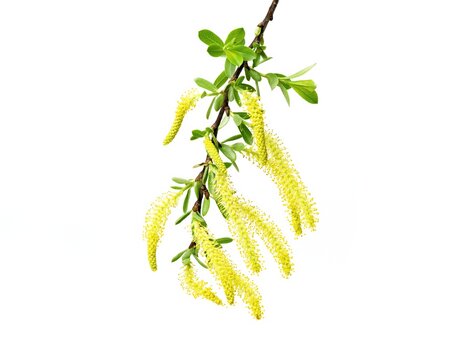 photo of Salix triandra. Almond willow, Willow male flowers isolated un white
