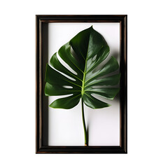 Design concept - top view of Monstera deliciosa leaf in picture frame isolated on white background for mockup