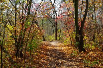 Fototapeta na wymiar path in the autumn forest. Golden autumn in the forest