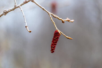 Black Poplar Catkins Or Flowers On The Tree In Spring In Wisconsin