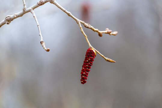 Black Poplar Catkins Or Flowers On The Tree In Spring In Wisconsin