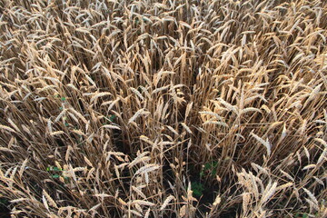 Ripe golden ears of wheat, close-up, background