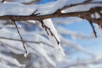 Snow on Pine Trees