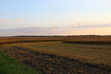 Ripe wheat field at evening