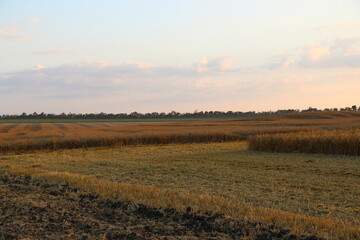 Ripe wheat field at evening