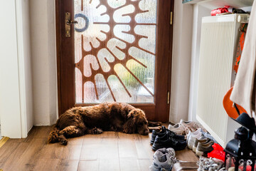 Unleash the Adventure: Outdoor Activities with your Chesapeake Bay Retriever