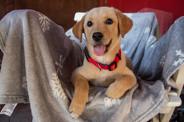 Labrador retriever puppy sitting in comfortable chair