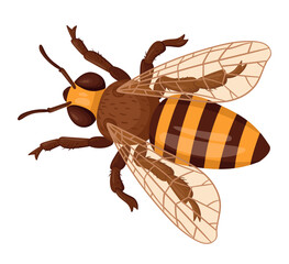 Cartoon bee. Honey bee insect, striped bumblebee. Winged crawling bee flat vector illustration on white background