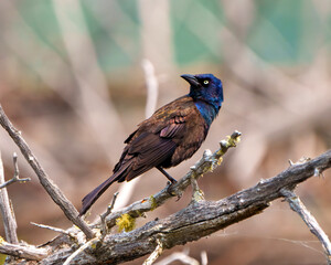 Common Grackle Image and Photo. Close-up side view perched on moss branch with blur background, displaying feathers fluffed in its environment.