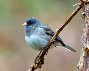 Junco Dark-eyed Photo and Image.  Close-up side view perched on a twig with a soft rainbow background in its environment. Dark-eyed Junco Picture.