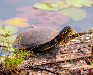 Painted Turtle Photo and Image.  Turtle resting on a moss log in the pond with lily water pad.
