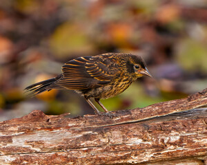 Red-Winged Blackbird Photo and Image. Juvenile bird standing on a log with colourful background in his environment and habitat surrounding.
