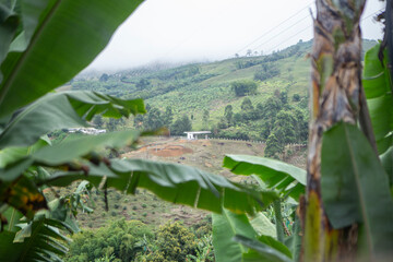 banana plantation in the mountains